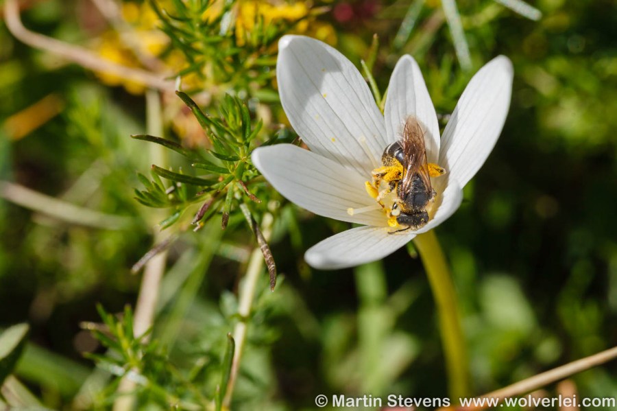 Alpentijloos, Colchicum alpinum