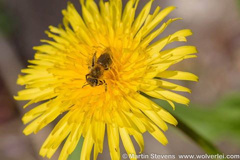 17523114_10210124900731661_4895289411811695822_n