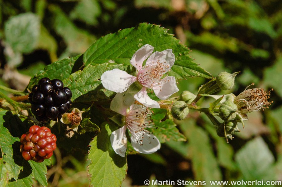 Gewone braam, Rubus fruticosus