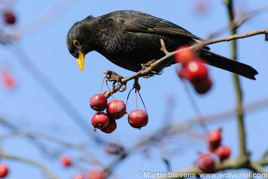 merel-MSD-20060315-47857