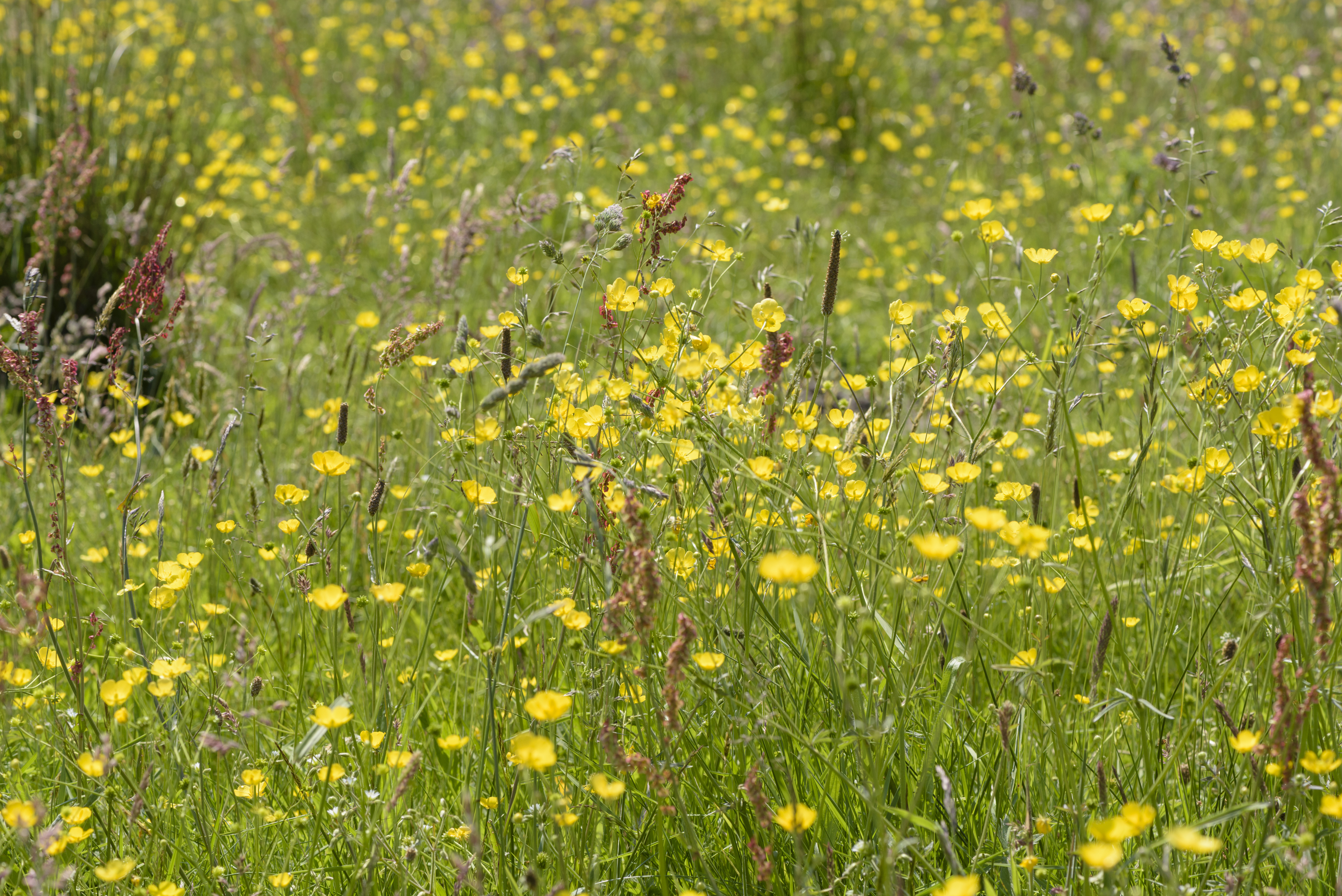 Lagieskamp, Naardermeer, Hilversum, Netherlands